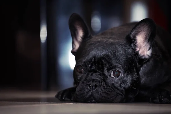 Funny Czarny French Bulldog Home Dnia — Zdjęcie stockowe