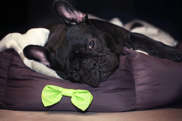 Funny Black French Bulldog Home Day — Stock Photo, Image