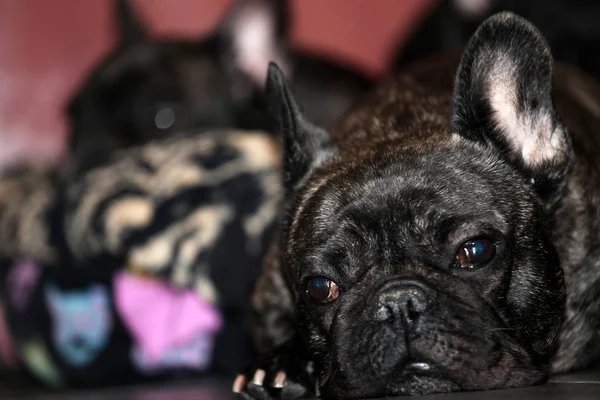 Funny Czarny French Bulldog Home Dnia — Zdjęcie stockowe