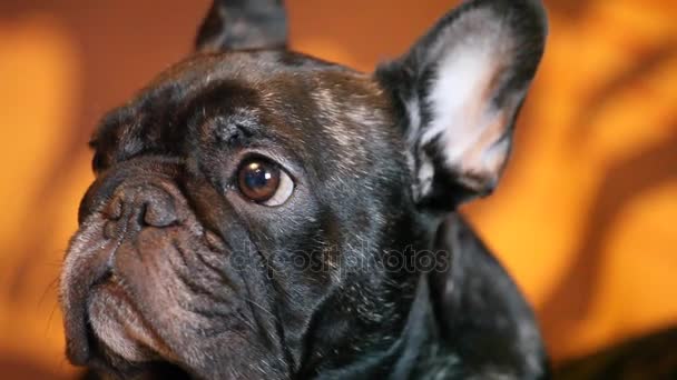 Funny Black French Bulldog Home Day — Stock Video