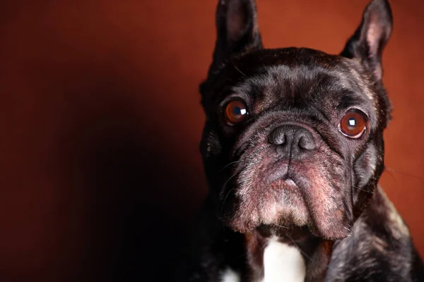 Funny Czarny French Bulldog Home Dnia — Zdjęcie stockowe