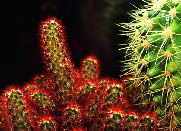 Cactus Rouge Macro Texture Saison Estivale — Photo