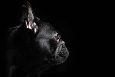 Fransız buldozer portre koyu arka plan stüdyo