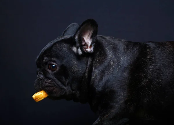 Fransk Bulldog Stående Mörk Bakgrund Studio — Stockfoto