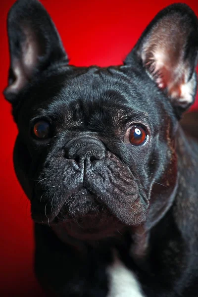 Bulldog Francés Retrato Rojo Fondo Estudio — Foto de Stock