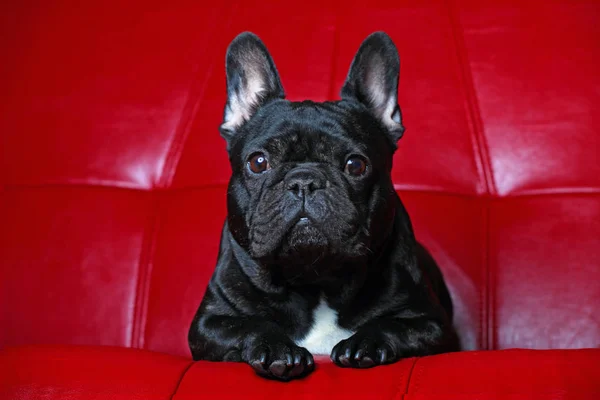 Francês Bulldog Retrato Vermelho Fundo Estúdio — Fotografia de Stock