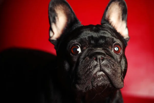 Franse Bulldog Portret Rode Achtergrond Studio — Stockfoto