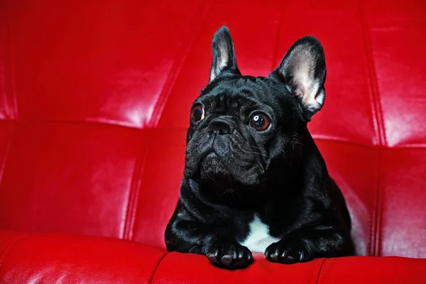 French Bulldog Portrait Red Background Studio — Stock Photo, Image