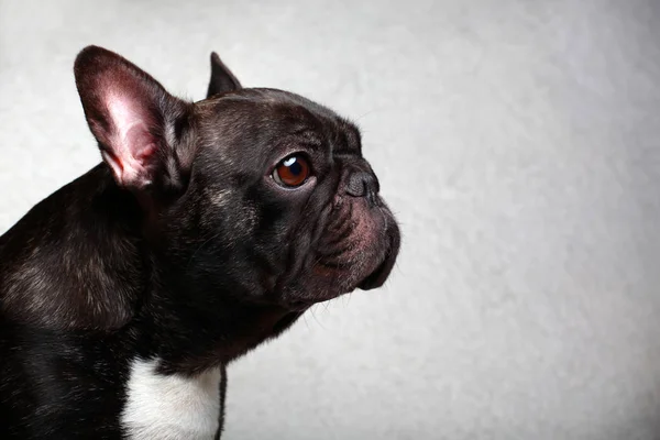 Franse Bulldog Portret Witte Achtergrond Studio Qualiteit — Stockfoto