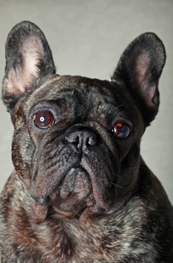 Fransız buldozer portre duygu stüdyo kalitesi