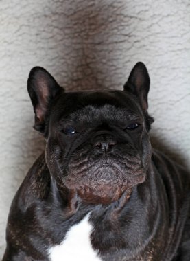 Fransız buldozer portre stüdyo kalitesi