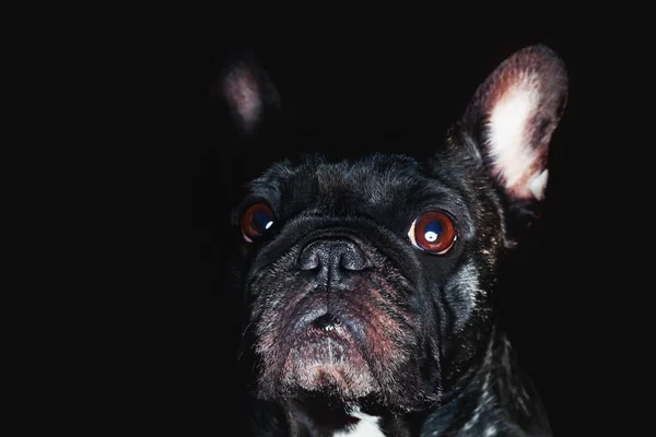Franse Bulldog Portret Studio Qualiteit — Stockfoto
