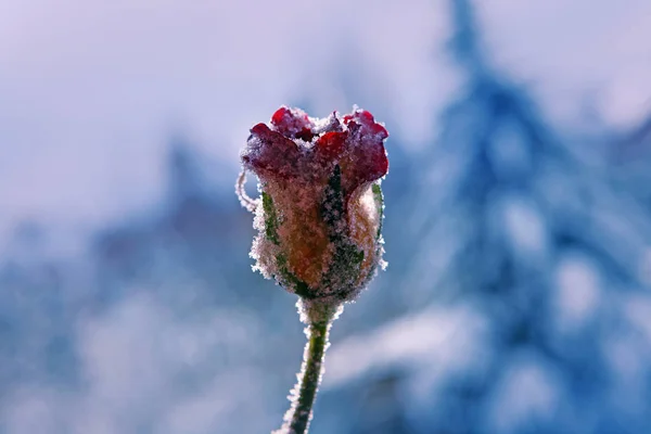 Frozen Rose Macro Flower Winter Season — Stock Photo, Image