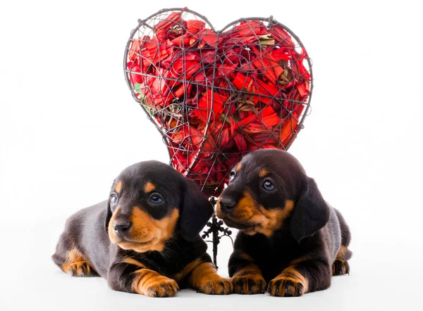 Такса Собаки Цуценя Червоне Серце Студії — стокове фото