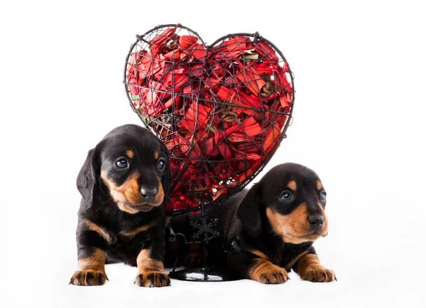 Είδος Γερμανικού Κυνηγετικού Σκύλου Σκύλος Κουτάβι Κόκκινο Καρδιά Στούντιο — Φωτογραφία Αρχείου