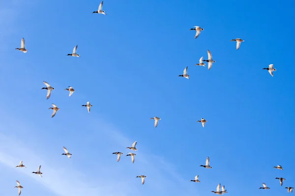 Весенний Сезон Duck Bird Fly России — стоковое фото