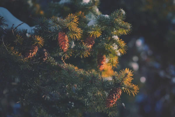 Natura Zima Fir Tree Day Light — Zdjęcie stockowe