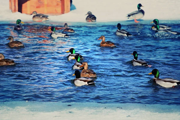 Duck Bird lake spring season Russia