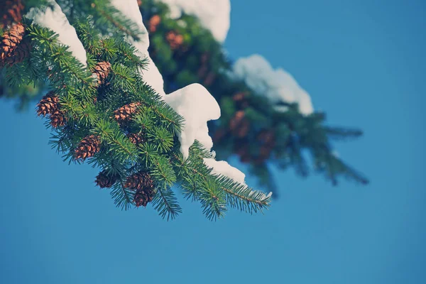 Nature Winter Fir Tree Day Light — Stock Photo, Image