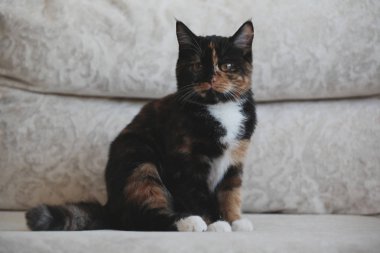 Leopar yavru kedi portre doğal ışık oynamaya 