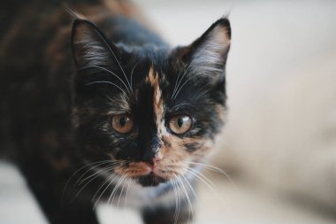 Leopar yavru kedi portre doğal ışık oynamaya 