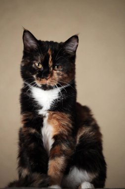 Leopar yavru kedi portre doğal ışık oynamaya 