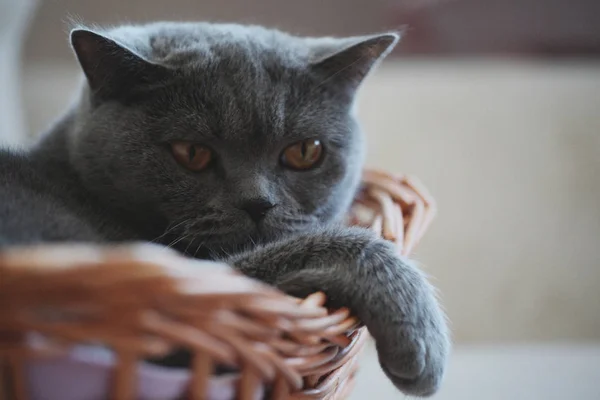 Grey Cat Basket Portrait Interior Cahaya Alami — Stok Foto