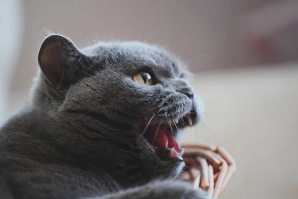 Gri Kedi Sepet Portre Doğal Işık — Stok fotoğraf