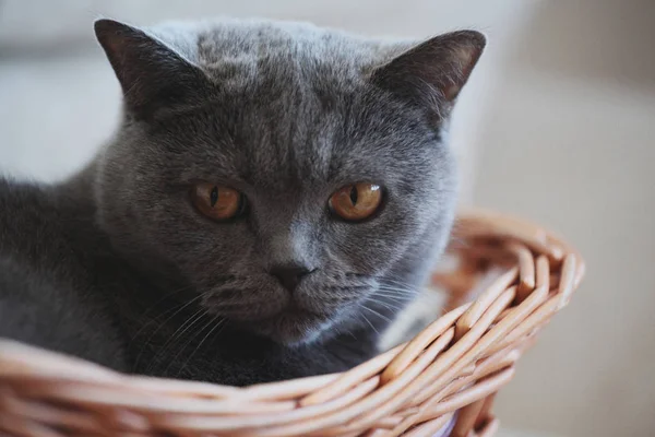 Grey Cat Basket Portrait Interior Natural Light — Stock Photo, Image