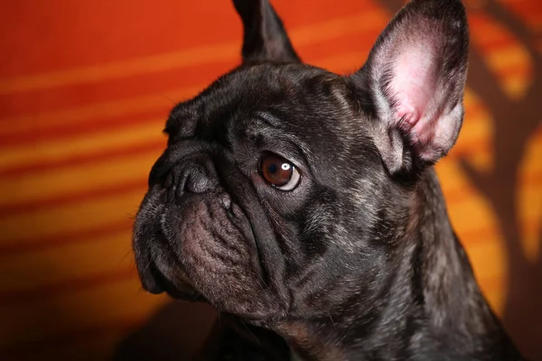 Siyah Fransız Bulldog Portre — Stok fotoğraf