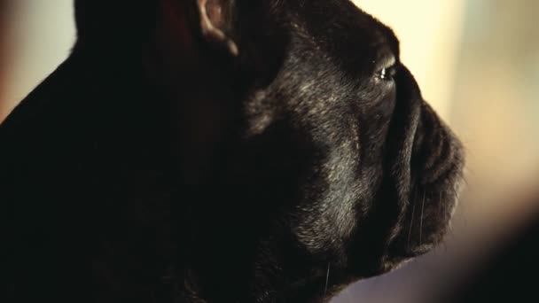 Französische Bulldogge Nach Hause Warten — Stockvideo