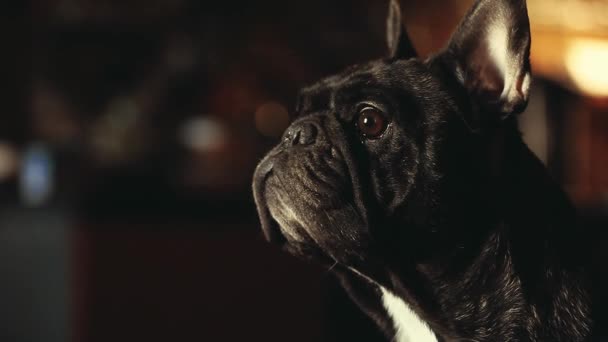 French Bulldog Home Interior Menunggu — Stok Video