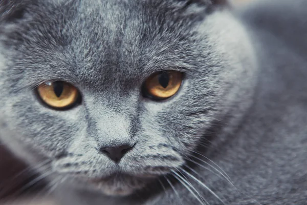 Kedi Portre — Stok fotoğraf