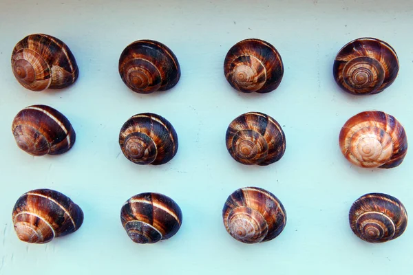 Deniz kabuğu arka plan stüdyo kalitesi 