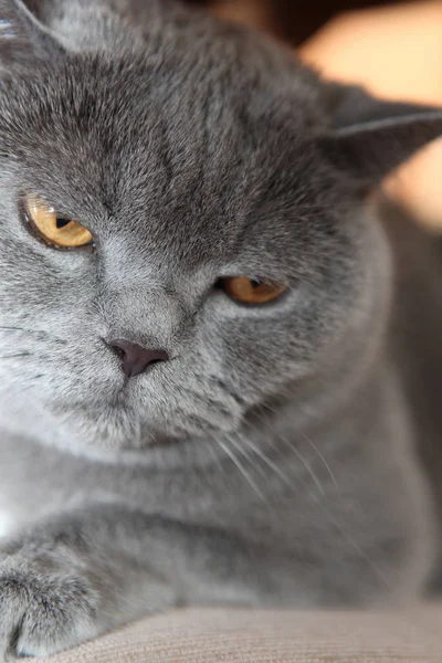猫の肖像画インテリア — ストック写真