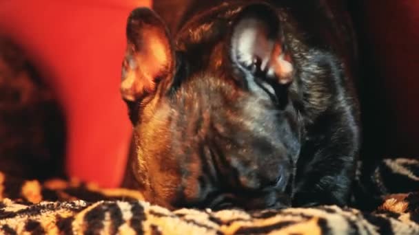 Franceză Bulldog Home Interior Wait — Videoclip de stoc