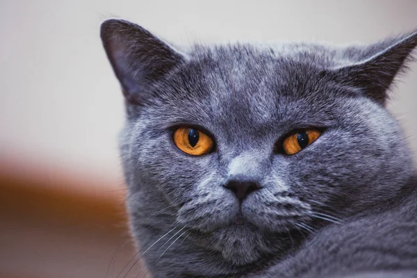 Gato Retrato Hogar Interior — Foto de Stock