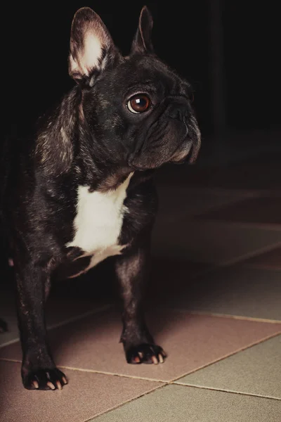 Preto Francês Bulldog Retrato Home Interior — Fotografia de Stock