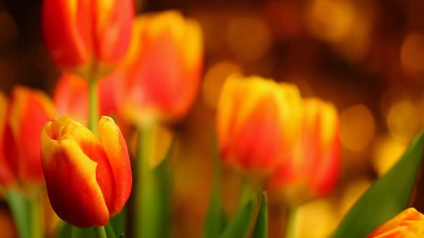 Τουλίπα Λουλούδι Πλάνα Studio Ποιότητας Χρώματα Bokeh — Αρχείο Βίντεο
