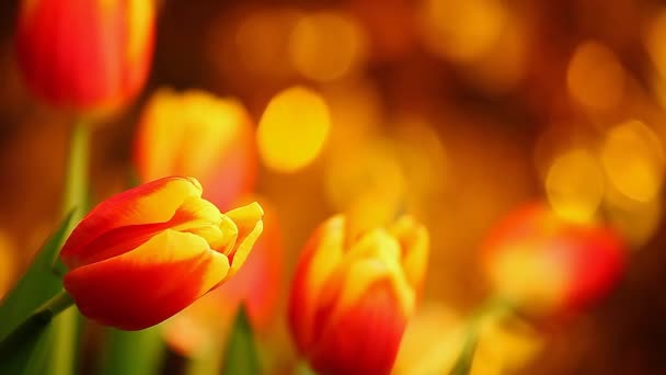 Tulip Flower Footage Studiokvalitet Färger Bokeh — Stockvideo