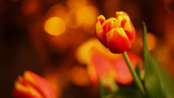 Tulip Flower Footage Studiokvalitet Färger Bokeh — Stockvideo