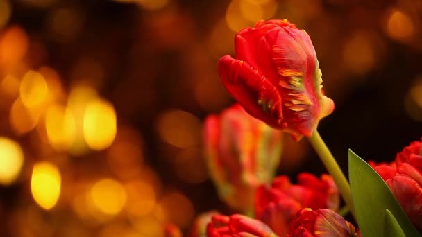 Κόκκινο Βελούδο Tulip Πλάνα Ποιότητας Στούντιο — Αρχείο Βίντεο