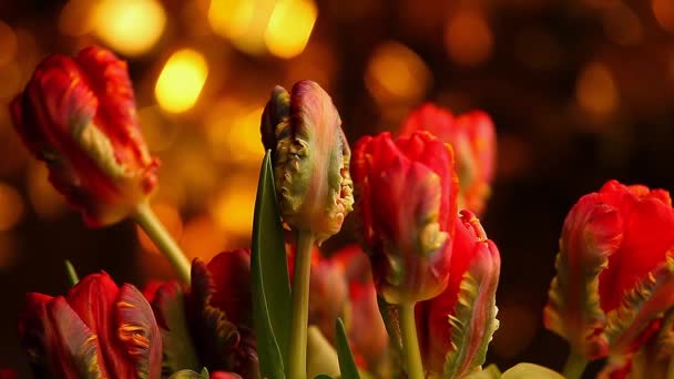 Κόκκινο Βελούδο Tulip Πλάνα Ποιότητας Στούντιο — Αρχείο Βίντεο
