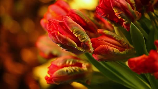 Terciopelo Rojo Tulip Estudio Calidad Material Archivo — Vídeo de stock