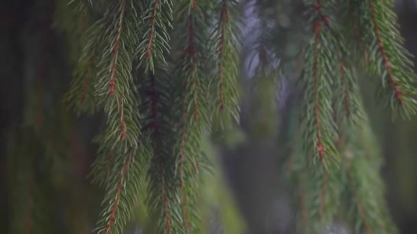 Fir Tree Forest Beeldmateriaal — Stockvideo