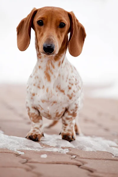 Dachshund Dog Piebald Cor — Fotografia de Stock