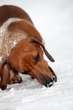 Dachshund Köpek boynuz renk 