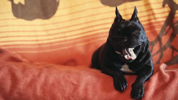 Franse Bulldog Home Interieur — Stockvideo