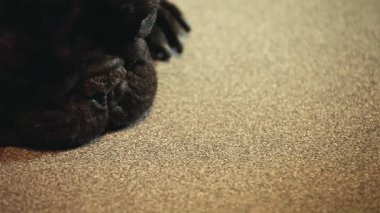 Fransız Bulldog ev iç 
