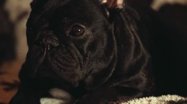 Fransız Bulldog ev iç 